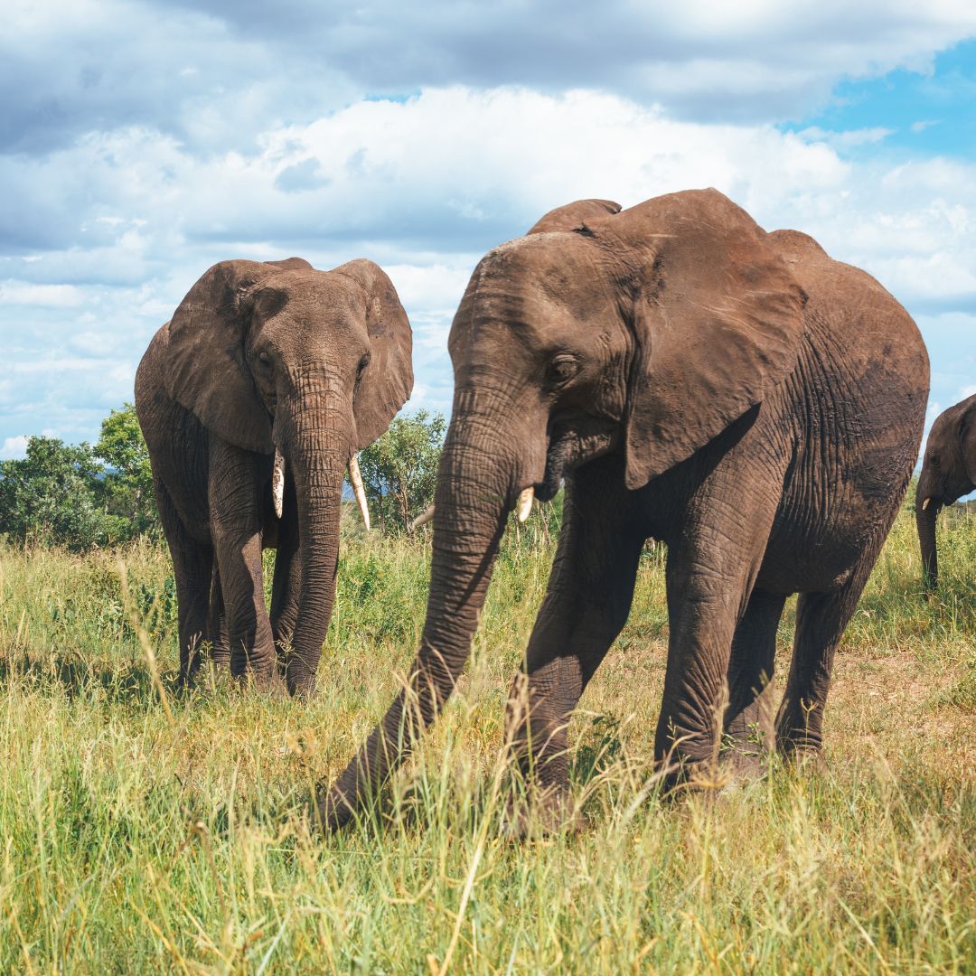 Marangu Eco Safari Tanzania