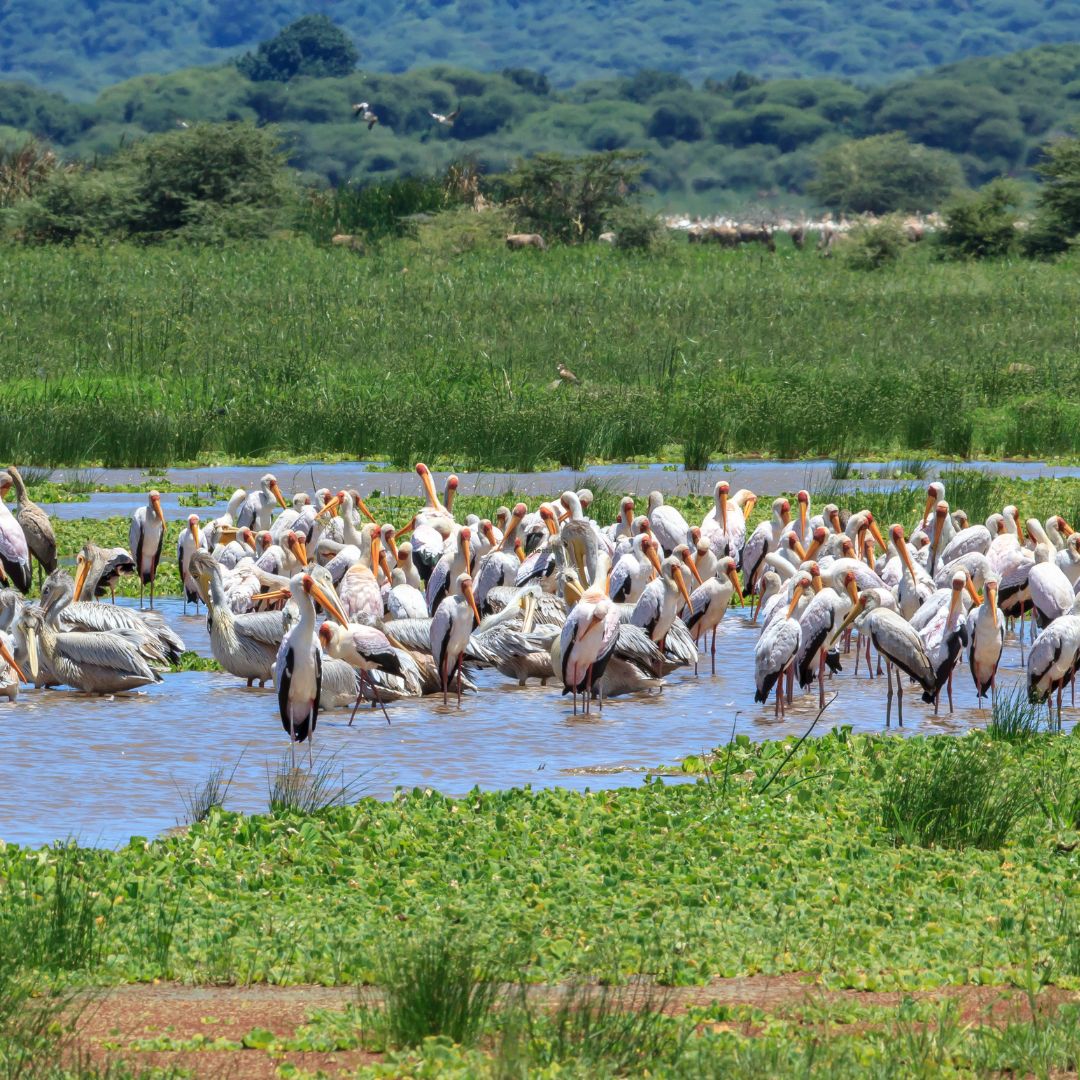 Marangu Eco Safari Tanzania(1)